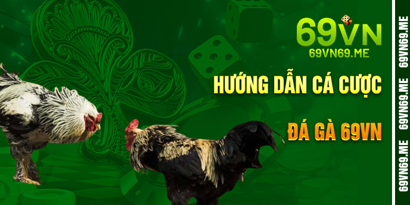 Hướng Dẫn Cá Cược Đá Gà 69VN Bước Từng Bước